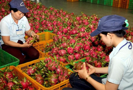Ngay cả với những nông sản có lợi thế, Việt Nam cũng đứng trước những hàng rào kỹ thuật không dễ vượt qua từ các đối tác TPP.