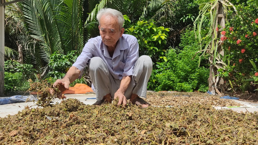 Những khi rảnh rỗi, ông bà Năm lại tất bật với công việc sơ chế thuốc nam.