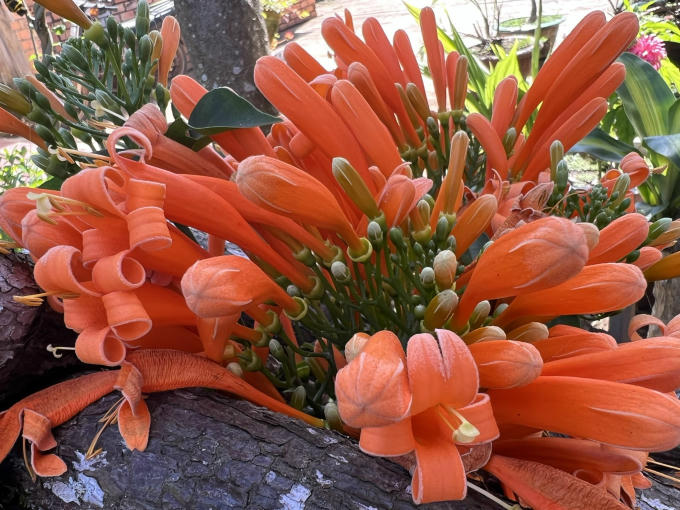 Hoa xác pháo leo có tên khoa học là Bignonia floribunda Hort xuất xứ từ quê hương Brazil xinh đẹp. Giống hoa này thuộc họ Bignoniaceae – núc nác.