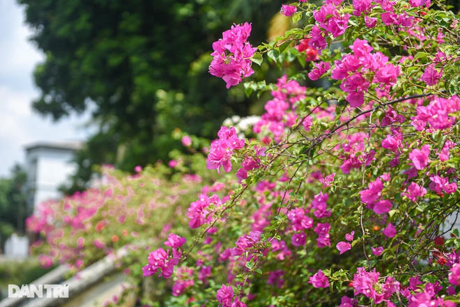Những bông hoa giấy khoe sắc dưới nắng thu.