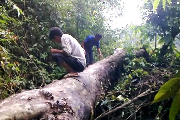 Cây bị đốn hạ không thương tiếc tại rừng Cao Bằng (ảnh cắt từ clip).