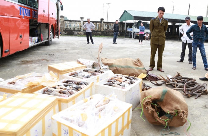 Cơ quan chức năng Hà Tĩnh kiểm tra, phát hiện một xe khách chở nội tạng, mỡ, chân bò đã bốc mùi hôi thối.