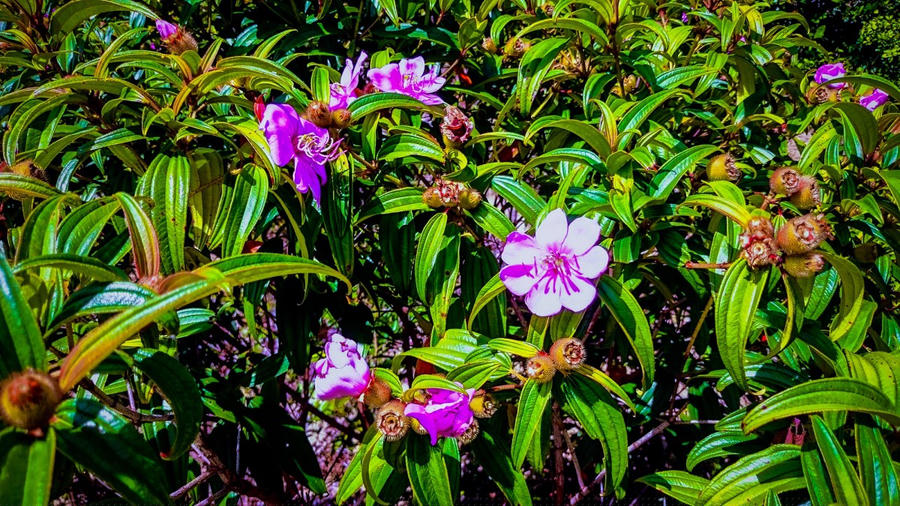 Hành trình sẽ đem đến cho bạn những khung cảnh đẹp từ cây cỏ, rừng núi, đồi cát đến biển xanh ngay trong tầm mắt