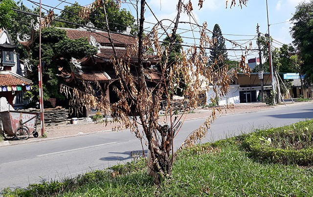 Héo lá, ngắc ngoải.