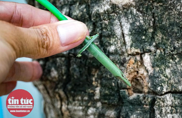 Dung dịch được truyền thẳng vào thân cây qua những ống nhựa.