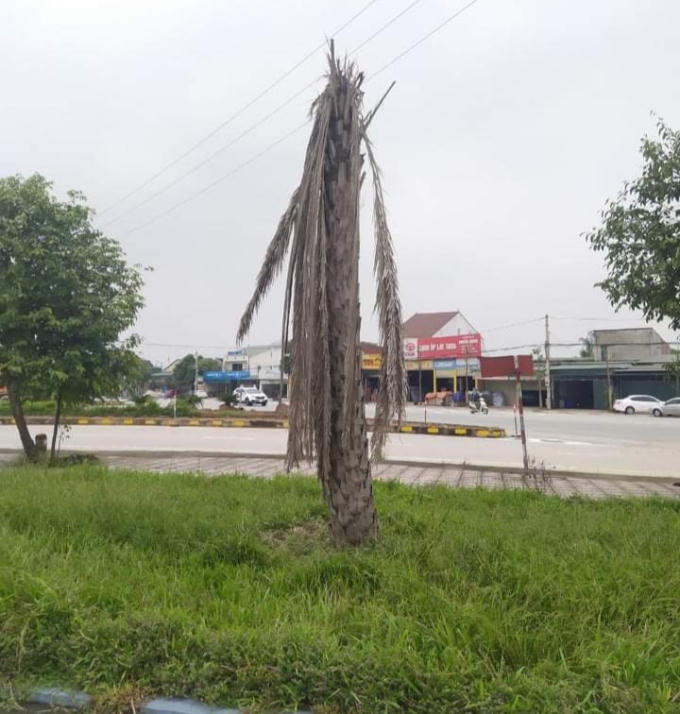 Nhiều cây chết khô trong khuôn viên