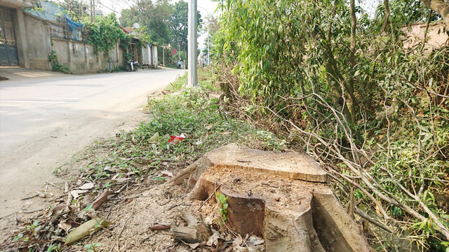 Hàng loạt cây xanh trồng sát mép đường ở khu vực xóm chợ Hạ Bằng đã bị chặt bỏ.