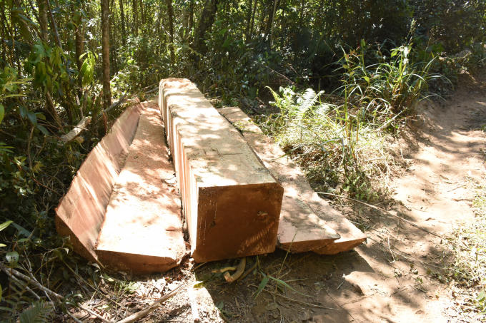 Hiện trường vụ phá rừng khu vực giáp ranh giữa xã Hà Đông (Đak Đoa) và Đăk Pne (Kon Rẫy).