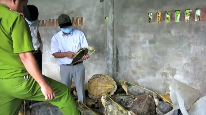 Cơ quan chức năng kiểm tra khu vực tàng trữ cá thể rùa biển.
