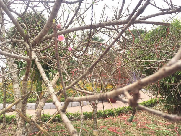 Anh Cường một người bán đào rừng ở phố Lạc Long Quân cho biết: Năm nay đào rừng khan hiếm nên giá có phần chênh hơn so với năm ngoái trung bình từ 800.000đ - 5 triệu/cành, có cành đào rừng “độc, khủng, gốc cổ” giá có thể  lên tới 15-20 triệu/cành.