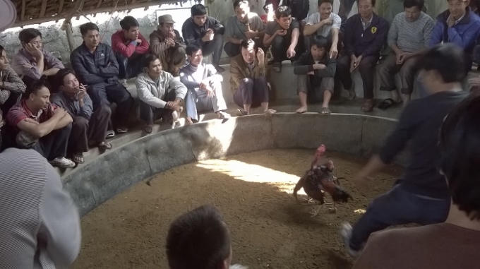Cận cảnh sới gà cá độ khủng ở TX Hoàng Mai, Nghệ An (ảnh Duy Ngợi)