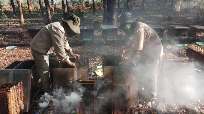 Hun khói đuổi ong và gỡ cầu