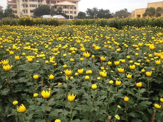 Những chậu cúc cũng không kém phần rực rỡ trên các tuyến đường phố Đồng Hới.