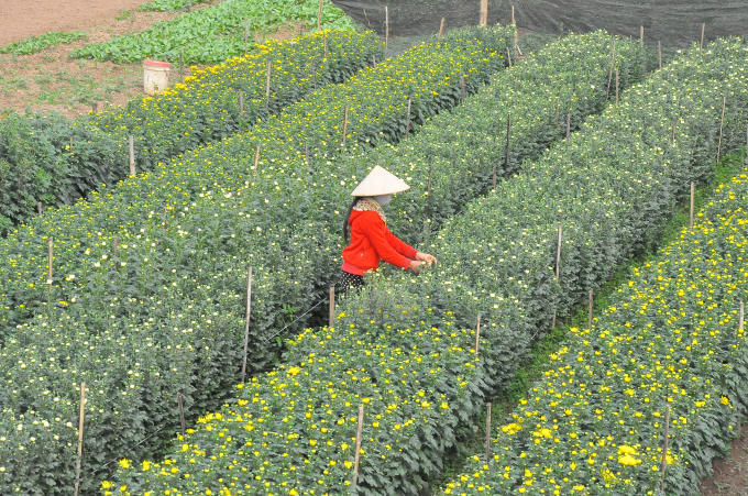 Thời tiết nóng hơn mọi năm nên phải dùng các biện pháp kìm hãm cho hoa nở đúng dịp Tết Đinh Dậu 2017.