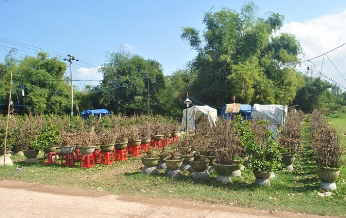 Mai từ các vườn được xếp ở dọc đường, tập kết ở các khu đất rộng để thuận tiện cho việc buôn bán, vận chuyển.