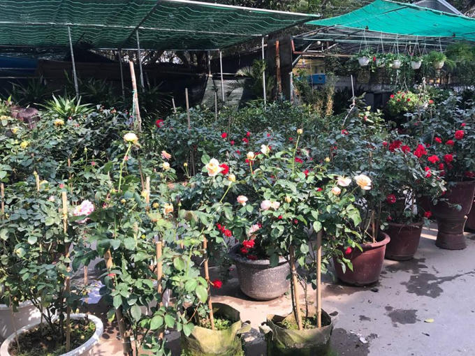 Các loại hoa hồng đỏ, trắng