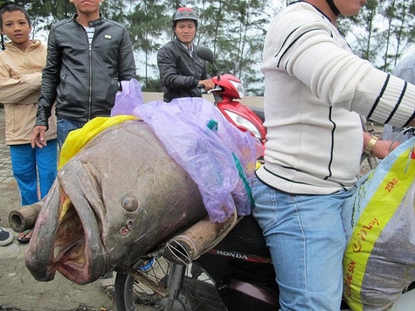 Con cá mú khủng gần 70 kg được ngư dân Đà Nẵng bắt được