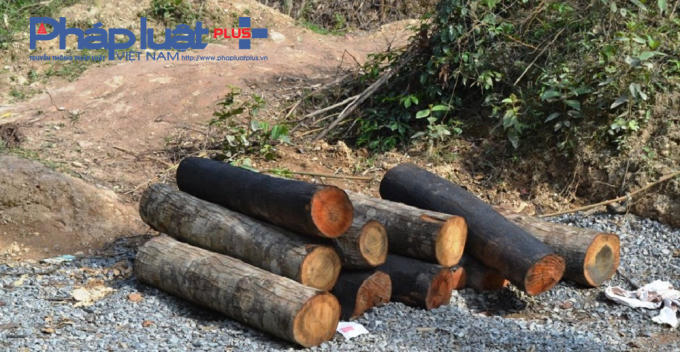 Từ quốc lộ 1A đi vào xã Hòa Bắc (huyện Hòa Vang, TP Đà Nẵng), phóng viên Pháp Luật Plus đi đến hầm Mũi Trâu, nơi cách không xa công trình thi công đường La Sơn - Túy Loan. Con đường lầy lội sau cơn mưa, khiến chúng tôi phải bỏ xe ở một hộ dân rồi đi ngược lên đỉnh Mũi Trâu. Trên đường đi dài cả chục cây số là những con đường đất ngoằn nghòe, chằng chịt do người dân đi lại và những khúc gỗ được cưa thành từng lóng để đưa lên xe.