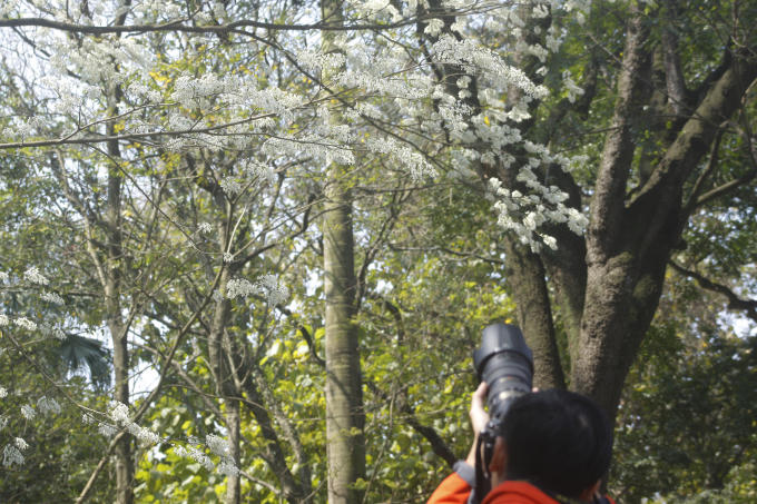 Chùm ảnh: Hà Nội những ngày hoa sưa nở trắng các con phố