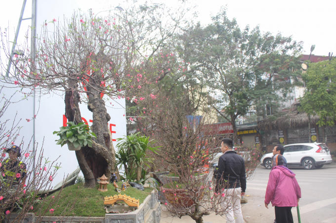 Cây đào được cho là đẹp nhất phố ở thời điểm hiện tại. Rất nhiều người đi qua đều phải ngắm nhìn.