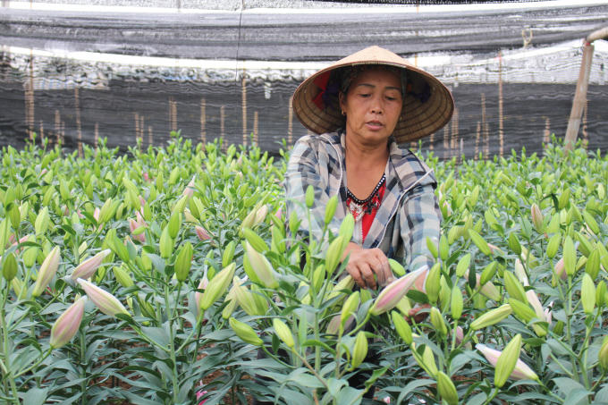 Những năm trước, cứ mỗi dịp Tết Nguyên đán giá hoa ly vẫn dao động từ 30.000 - 50.000 đồng/cành tùy theo số lượng bông...