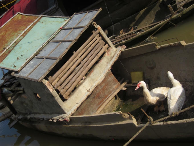 Thuyền bé nhưng nhà ai cũng dành riêng một góc thuyền để chăn nuôi