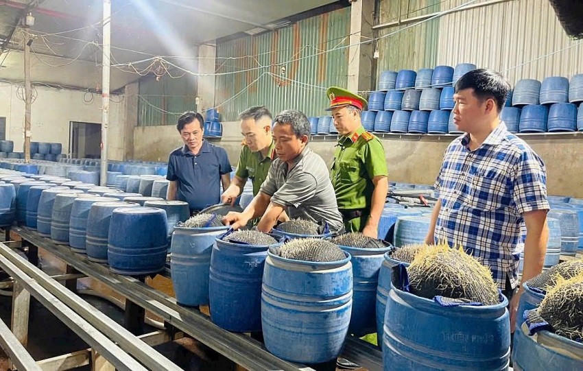 Giá đỗ được ngâm ủ trong các thùng có hóa chất 6-Benzylaminopurine (6- BAP) pha với nước vôi trong. (Ảnh: Công an Lào Cai).