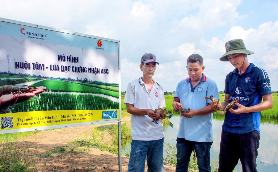 Mô hình nuôi tôm – lúa đạt chuẩn quốc tế ASC, mang lại hiệu quả kinh tế cao và bảo vệ môi trường sinh thái của tỉnh Cà Mau.