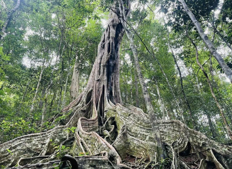 Những cây đa cổ thụ trong Vườn quốc gia Kon Ka Kinh vừa được công nhân "Cây di sản Việt Nam". Ảnh: CV.