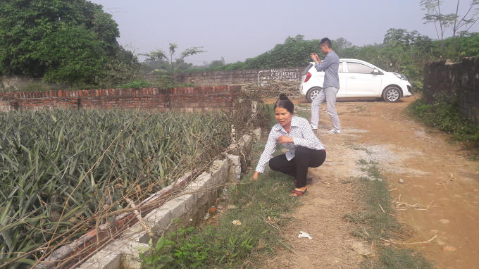 Người dân nông trường dứa Suối Hai kêu cứu vì không được giải quyết thỏa đáng.