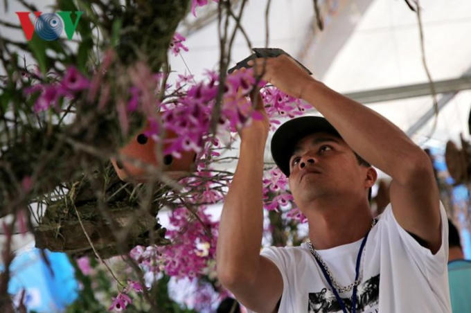 Anh Nguyễn Thế Lập, Phó Chủ tịch CLB Hoa lan Lai Châu cho biết: Triển lãm hoa lan Lai Châu được tổ chức mỗi năm 1 lần và đây là năm thứ 3 triển lãm diễn ra