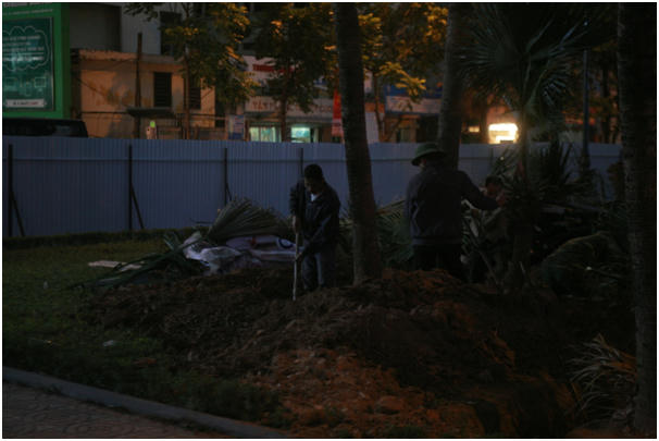 Đơn vị thi công đang di dời cây để thi công xén dải phân cách mở rộng đường Nguyễn Chí Thanh.