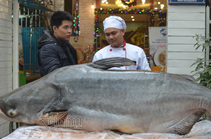 Đại gia H&agrave; Nội xẻ thịt thủy qu&aacute;i 120kg đ&atilde;i kh&aacute;ch ng&agrave;y tết