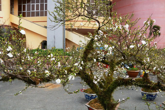 Chủ vườn bán hoa lý giải, giá mai trắng đắt vì đây là loại cây hiếm và rất khó trồng, không phải nơi nào cũng trồng và chăm sóc được. Loài hoa này chỉ khoe sắc một lần trong năm, màu hoa trắng tinh khiết, thân cây mộc mạc rêu phong rất hút người chơi. Mai trắng có thể trưng trong nhà dịp Tết và tỏa ngát hương rất thơm.