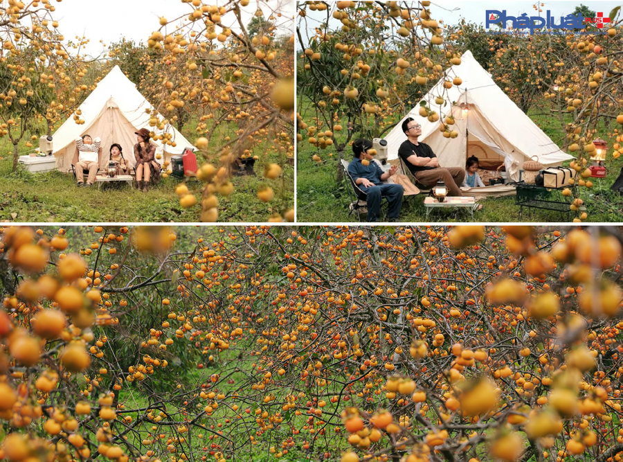Nhiều gia đình chọn phương án dựng lều giữ vườn Hồng để trải nghiệm khung cảnh thơ mộng và
