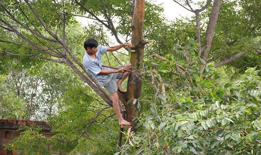 Chặt các cành cây to tránh bão.