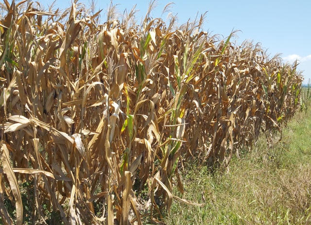 Nhiều diện tích ngô xác xơ trong nắng hạn kéo dài. Trong thời gian tới theo dự báo thời tiết sẽ còn có nắng nóng gay gắt, Phó Chủ tịch UBND tỉnh Nghệ An Hoàng Nghĩa Hiếu yêu cầu Sở NN&amp;amp;PTNT chỉ đạo các địa phương, đơn vị thủy lợi huy động tối đa nhân, vật lực bơm nước luân phiên cứu lúa hè thu. Các nhà máy thủy điện cần xả nước tối đa để phục vụ chống hạn cho vùng hạ du.