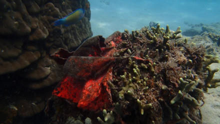 Rác đầy dưới đáy biển ở Khu bảo tồn biển Hòn Mun. Ảnh: M.T