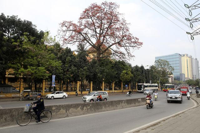 Cây gạo còn có tên gọi Mộc miên, Pơ lang, ở Hà Nội không trồng nhiều nhưng vào mùa hoa nở, sắc đỏ hoa gạo nổi bật lấn át các loại cây hoa khác.