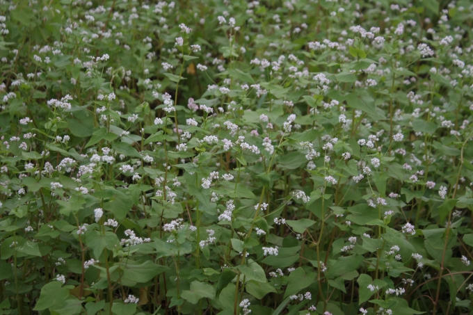 Thay vì phải lên tận vùng cao, hoa tam giác mạch hiện đã có mặt tại Hà Nội