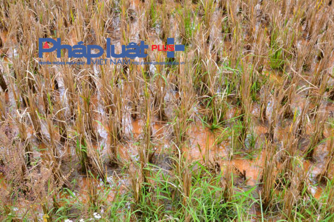 Nhiều mảnh ruộng sau khi bị bùn đất tràn thì không thể tiếp tục canh tác. (Ảnh: Phàn Giào Họ)