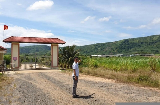 Nhiều sai phạm tại dự án nghìn hecta, vạn con bò