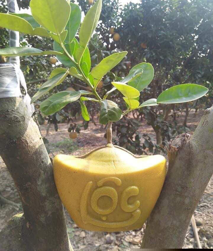 C&uacute;ng Tết bưởi t&agrave;i lộc thỏi v&agrave;ng 1 triệu/cặp: D&acirc;n Thủ đ&ocirc; cầu ph&uacute; qu&yacute;