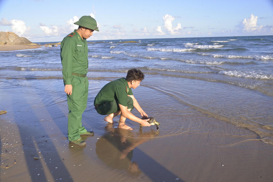 Cán bộ, chiến sĩ Biên phòng thả đồi mồi từ bờ biển.