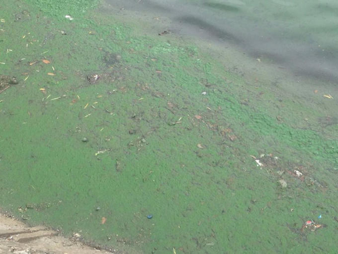 Nước hồ nổi váng, bốc mùi hôi thối nồng nặc