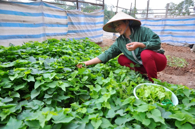 Chị Nguyễn Thị Hồng ở c&aacute;ch xa khu đ&ocirc; thị Trung Văn v&agrave;i km, nhưng thấy đất để kh&ocirc;ng rất l&atilde;ng ph&iacute; n&ecirc;n quyết định chọn một khu đất để gieo trồng. Chi cho biết, mỗi ng&agrave;y hai lần chị đạp xe hoặc đi bộ tới đ&acirc;y để chăm s&oacute;c v&agrave; h&aacute;i rau về ăn.