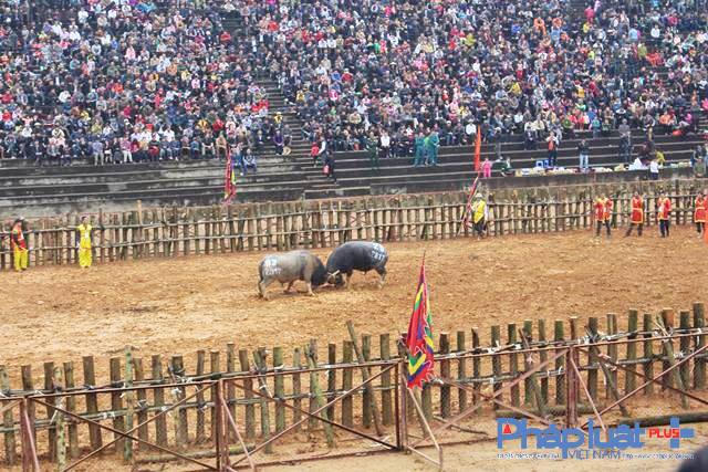 Ph&uacute; Thọ: Ph&ugrave; Ninh tưng bừng khai mạc Hội chọi tr&acirc;u