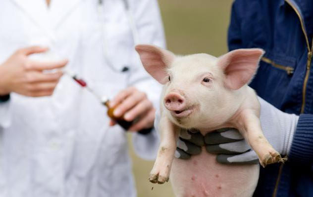 veterinarian-the-antibiotic-use-leader-15661809231741103493531-crop-1566180935510849327611