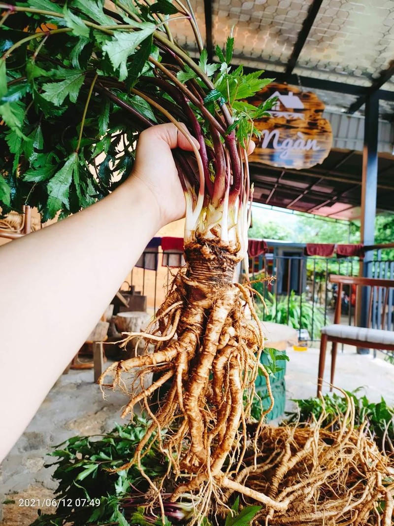 Cây đương quy - dược liệu quý, nổi tiếng của Y Tý.