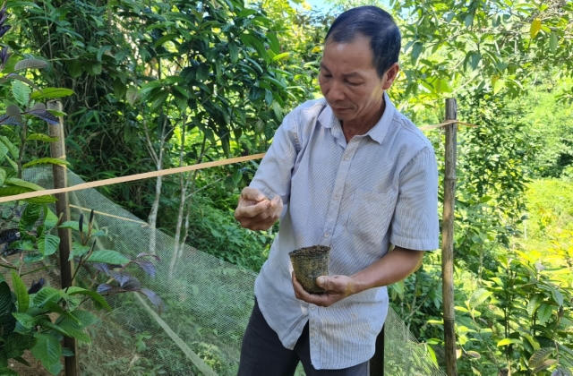 “Báu vật” ở vùng cao Ba Chẽ có gì đặc biệt khiến bà con thoát nghèo